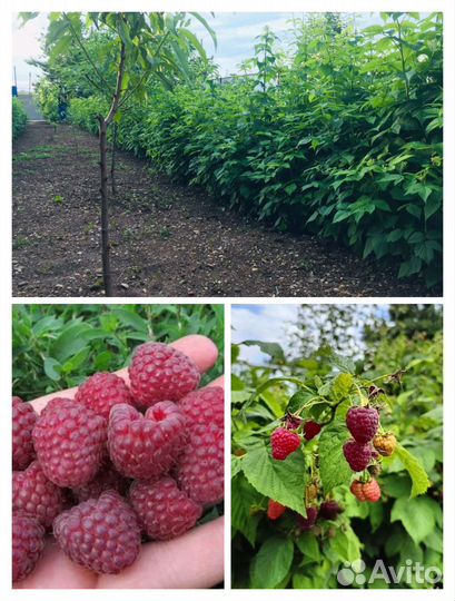 Ремонтантная малина свежая ягода