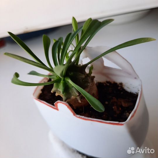 Кактусы и суккуленты детки