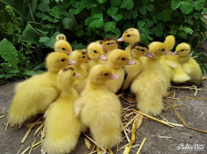 Индоутята суточные