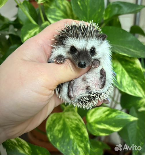 Африканские ручные ежи, милые ежики