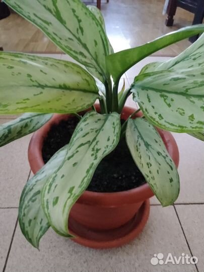 Аглаонема. Без горшка