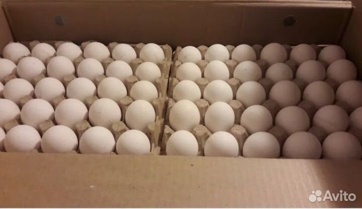 Инкубационное яйцо