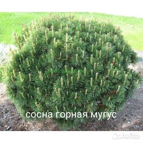 Сосна горная мугус, пумилио