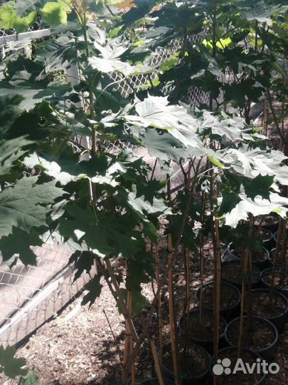 Саженцы клёна канадского