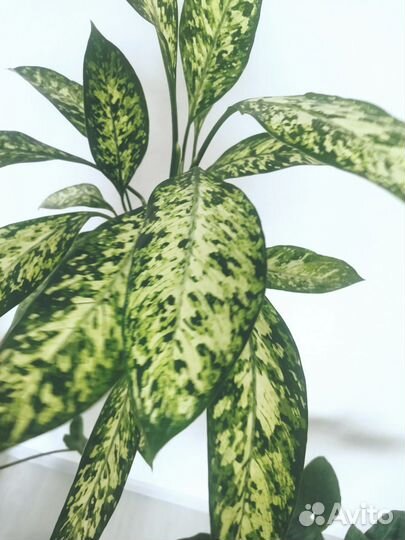 Диффенбахия Vesuvius (Везувий)