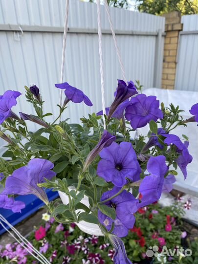 Петуния ампельная в кашпо
