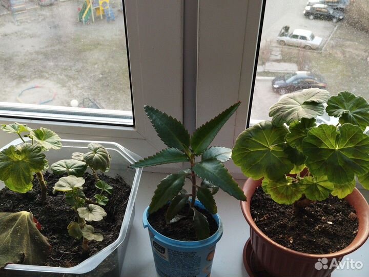 Герань, декабрист, комнатная мята