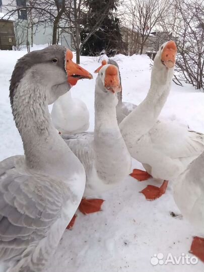 Гуси холмагоры инкуб. Яйцо