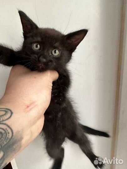 Котенок-девочка в добрые руки