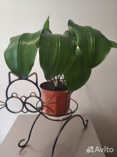 Эухарис амазонская лилия