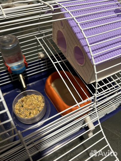 Хомяк вместе с клеткой, бесплатно