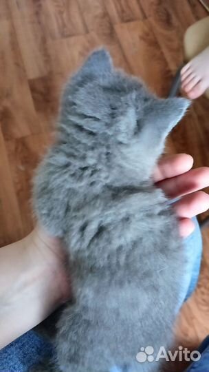 Британские котята