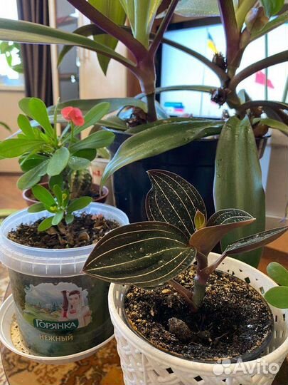 Комнатные цветы