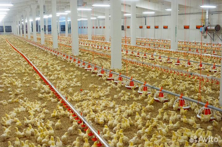 Вахта.Челябинск.Жилье.Проезд.Уход за птицей