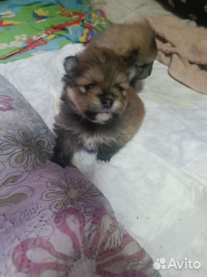 Померанский шпиц минюшечки)