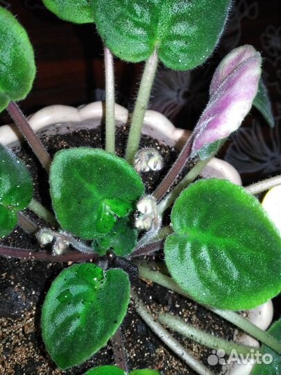 Фиалка голубой дунай