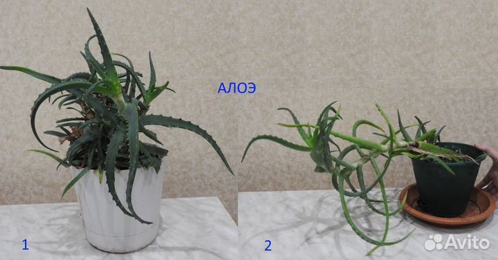 Комнатные цветы в горшках