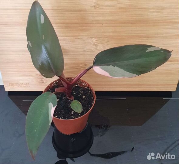 Эпипремнум, филодендрон