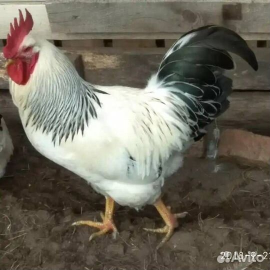 Молодые петухи