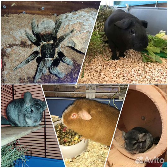 Передержка грызунов/рептилий/птиц