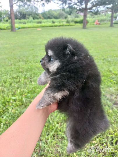Щенки шпица