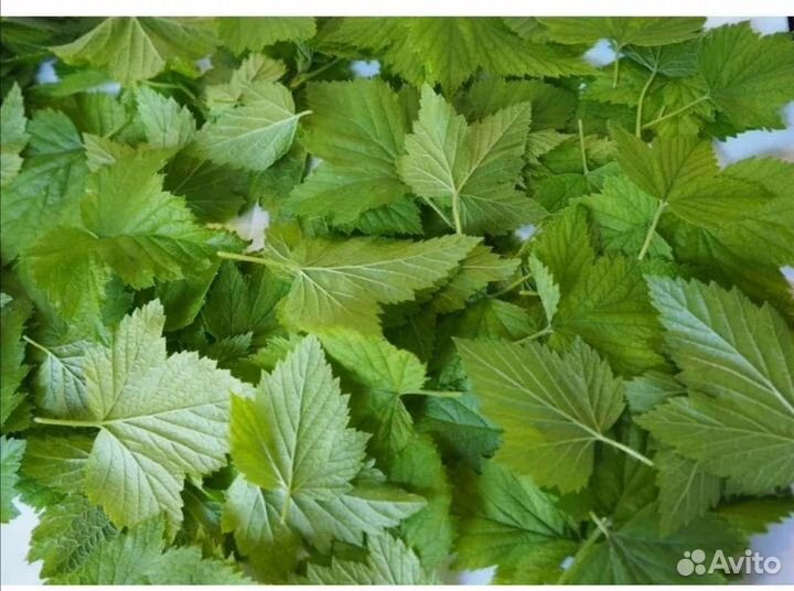 Листья смородины