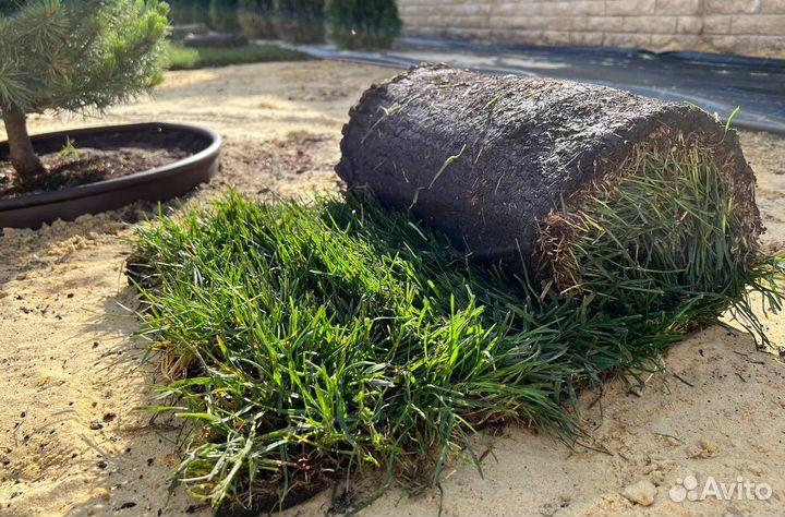 Рулонный газон с укладкой