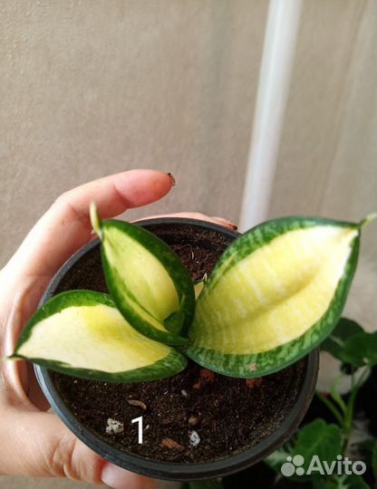 Сансевиерия солид голд