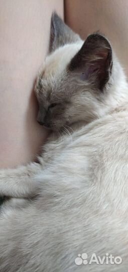 Отдам котенка в добрые руки