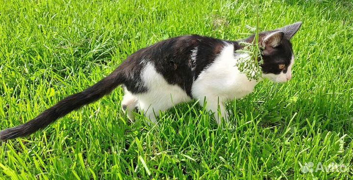 Два милых черно-белых котенка