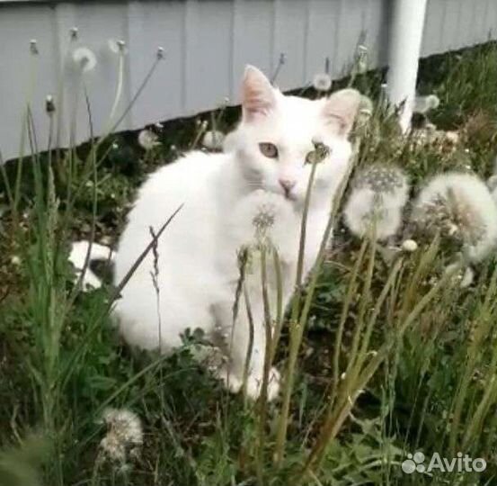 Кошка в дар