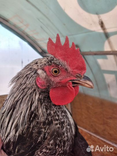 Петушки молодые