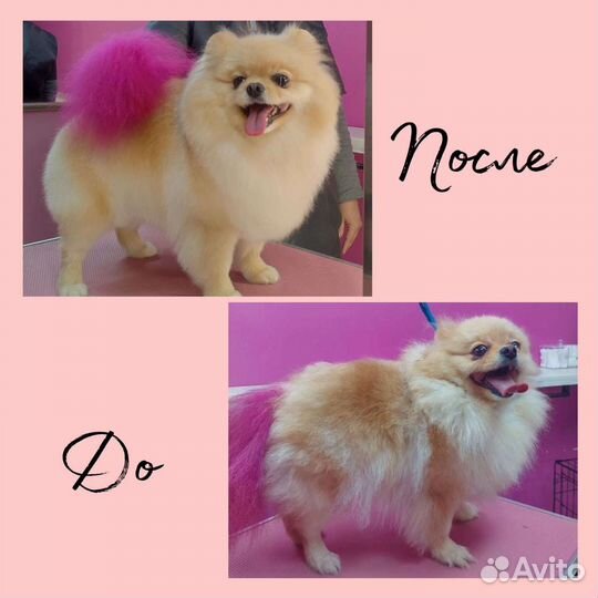 Стрижка собак и кошек груминг