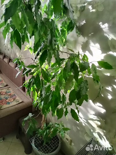 Комнатные растения цветы большие