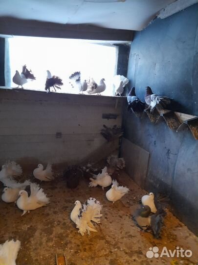 Голуби павлины