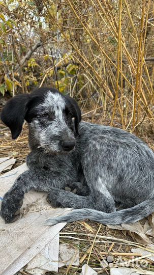 Щенки курцхаара