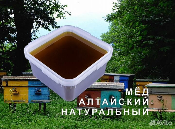Мед натуральный с Алтая опт