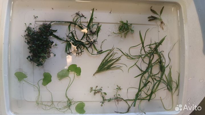 Набор растений