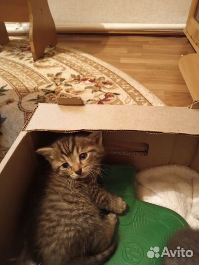 Отдам в добрые руки