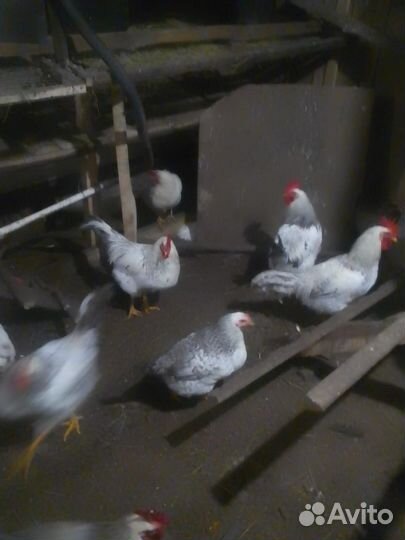 Молодые петухи