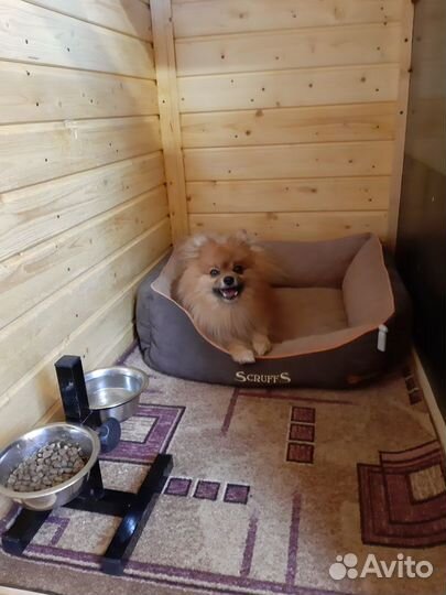 Загородная передержка собак у кинолога