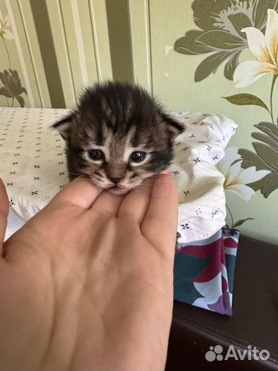 Котята породистые