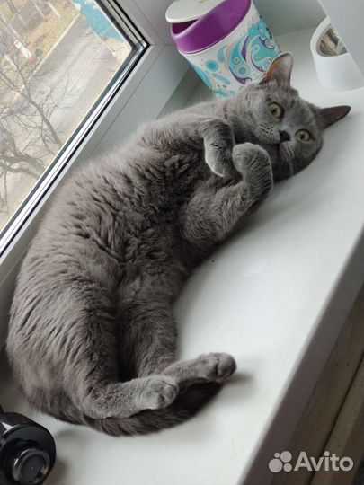 Кот и кошка