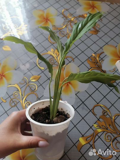 Спатифиллум