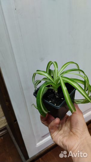 Хлорофитум