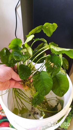 Растения для аквариума