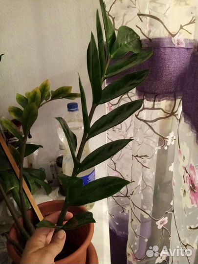 Цветы комнатные