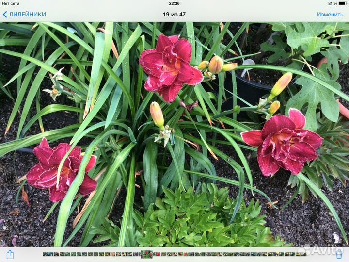 Многолетники