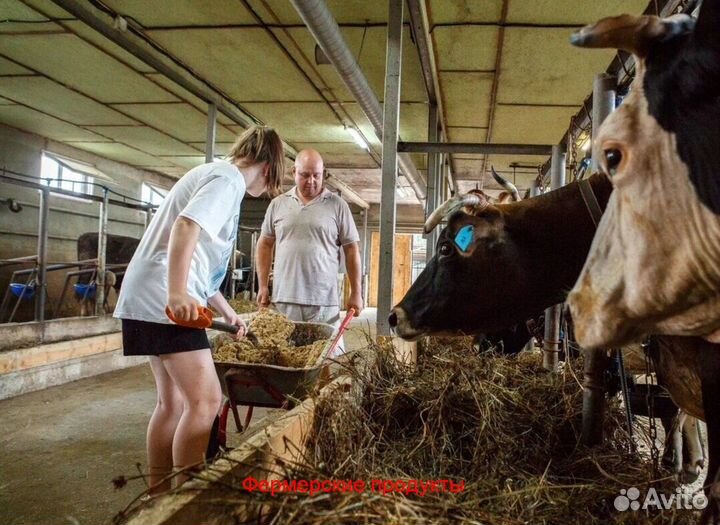 Молоко фермерское необработанное (оптом)