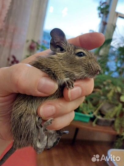 Чилийская белка дегу. Малыши